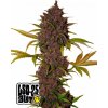 Fast Buds Semená kanabisu LSD-25 Auto 3 pcs