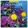 Ocean Life Leben im Ozean 16-Monats 2026