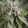 Pyramid Seeds Auto Blue Pyramid semena neobsahuji THC 50 ks