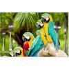 Sablio Prestieranie Papagáje na konáry: 40x30cm