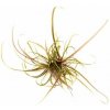 Helanthium tenellum Red