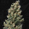 T.H.Seeds™ Cannabis Seeds Kushage™, rôzne balenia, bežné 5+1 ks