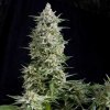 Pyramid Seeds Amnesia Gold semena neobsahuji THC 50 ks