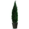 Columnaris 180 - 200 cm
