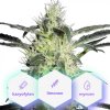 Auto G-Kush - samonakvétacie semená 10 ks Cannapio