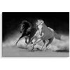 Obraz na plátne – čiernobiele kone v pohybe Veľkosť: 90x60