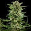 Philosopher Seeds - Cheesy Auto 1 ks - Semená neobsahujú THC