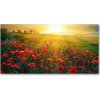 Foto obraz fotografie na skle pole makov 100x50 cm