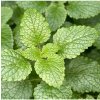 BIO Medovka citrónová - Melissa officinalis - bio semená medovky - 30 ks