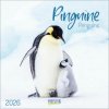 Pinguine 2026