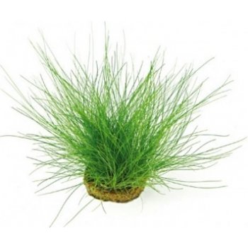 Eleocharis acicularis - Bahnička ihlovitá