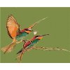 Maľovanie podľa čísel – Dva kolibríky, 100 × 80 cm, plátno napnuté na ráme 8596530046073