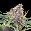 Kannabia Seeds Rainbow Sherbet #11 semena neobsahují THC 5 + 5 ks Purple