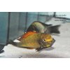 Tropheus sp. red Golden Kazumba - 5-6cm