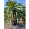 Yucca rostrata s 2 hlavami s výškou kmeňa 56 cm, v celkovej výške 180 cm