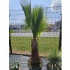 Washingtonia filibusta s hladkým kmeňom s výškou kmeňa 70 cm v celkovej výške 240 cm