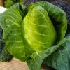Kapusta biela hlávková Filderkraut - Brassica oleracea - semená kapusty - 150 ks