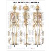 Kostra človeka - oporná sústava 50,8x66cm