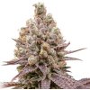Super Sativa Seed Club - Purple OG Punch 5 ks - semená neobsahujú THC