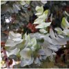 Eukalyptus Silver dollar - Eucalyptus cinerea - semená - 7 ks