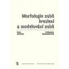 Morfologie zubů. Kreslení a modelování zubů