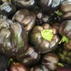 Paprika hnedá Babybell - Capsicum annuum - semená papriky - 8 ks