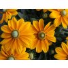 Rudbekia Sunbeckia Ophelia