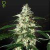 Green House Seed - Skunk Auto 5 ks - Semená neobsahujú THC.