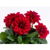 Dahlia Georgína Imagine Midi Burgundy, kont. 0,7 l