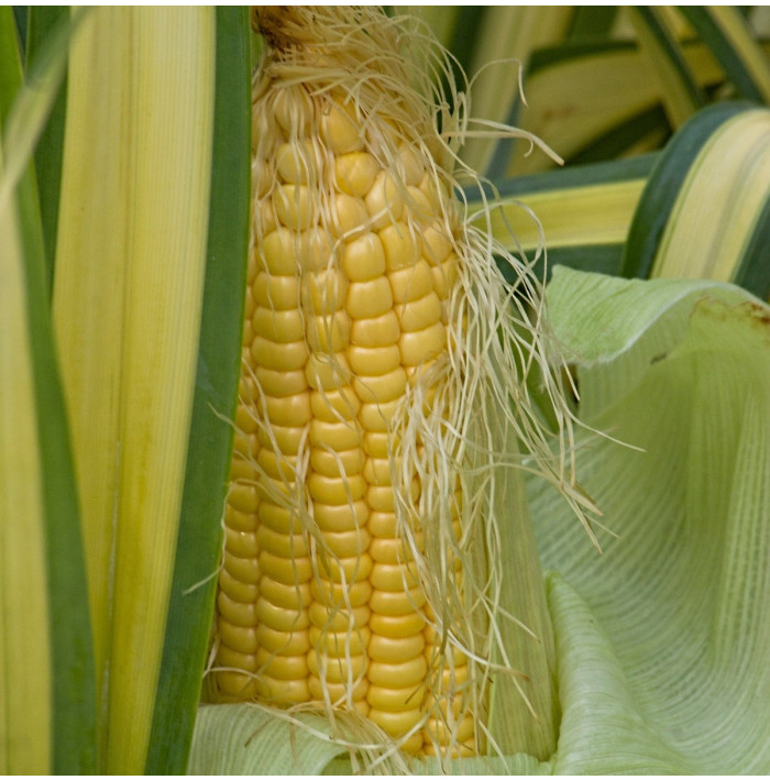 BIO Kukurica cukrová Golden Bantam - Zea mays - semená kukurice - 16 ks