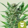 Royal Queen Seeds - Royal Dwarf Auto 5 ks - Semená neobsahujú THC