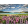 High Quality Collection: Rozkvitnuté lupiny pri jazere Tekapo – puzzle, 1500 dielikov