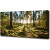 Foto obraz na plátne Sosnový les 100x50 cm