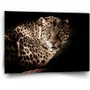 Sablio Obraz Leopard - 60x40 cm
