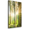 Vertikálny foto obraz na plátne Slnko v lese 50x100 cm
