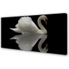 Obraz na plátne Swan v noci 100x50 cm