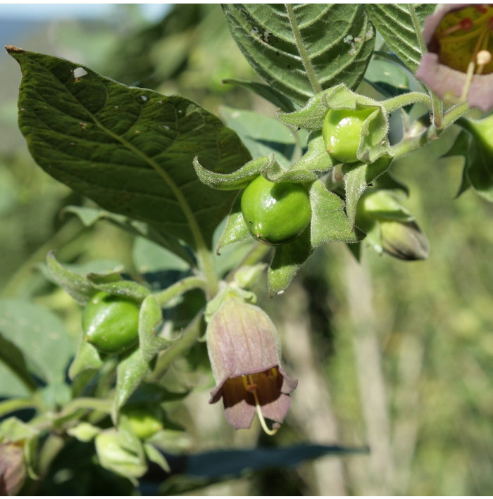 Ľuľkovec zlomocný - Atropa belladonna - semená ľuľkovca - 10 ks