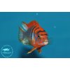 Labidochromis hongi Sweden - 4,5-6cm