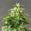 Doctors Choice - Chronic Ryder Auto 5 ks - Semená neobsahujú THC