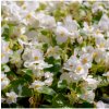 Begónia Ganymed F1 White - Begonia semperflorens - predaj semien - 20 ks