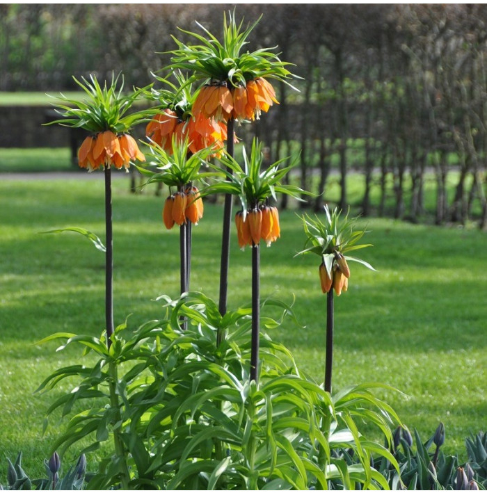 Korunkovka kráľovská Aurora - Fritillaria imperialis aurora - cibuľoviny - 1 ks