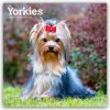 Yorkshire Terriers Yorkshire Terrier Yorkies 16-Monats 2026