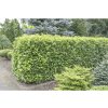 Vavrínovec lekársky FloraSelf Prunus laurocerasus 'Etna'® 80-100 cm kvetináč 15 l