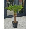 Trachycarpus wagnerianus vo výške 160 cm s výškou kmeňa 55 cm