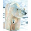 Maľovanie podľa čísel pastelkami - Ľadový medveď