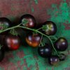 Paradajka tyčková čierna Blackball - Solanum lycopersicum - semená paradajky - 20 ks