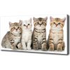 Foto obraz na plátne Malé mačky 100x50 cm