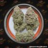 Tastebudz - Peanut Butter Cookies 1 ks - Semená neobsahujú THC