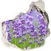 Foto fotografie diera na stenu Levanduľa 75x75 cm