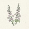Jora Dahl Clarkia unguiculata 